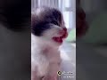 Cute cat 