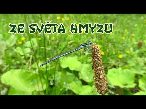 Video: Najťažší Hmyz Na Svete - Alternatívny Pohľad