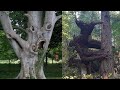 दुनिया के 8 गज़ब के पेड़ । Top 8 Most Unusual Trees in the World.