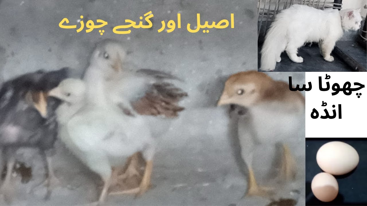 INQUBAITER KI PAIDAWAR | SUCHA SAUDA VLOG | BY  AMANULLAH KHAN ASAM