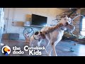 119-Pound Dog With Bad Feet Had To Tiptoe Everywhere — Watch Her Run! | The Dodo Comeback Kids