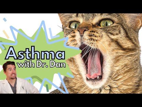 ვიდეო: კატების ბრონქიტის დიაგნოზირებისა და მკურნალობის 3 გზა