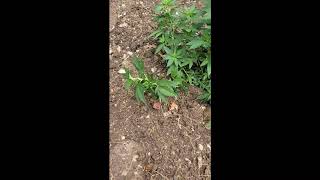 LST Update - Sour Diesel and White Widow