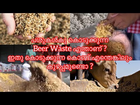 Beer Waste എന്താണ് ?|Mixed Waste For Cow|തീറ്റ ചെലവു കുറയുമൊ ?|cow Farming in Kerala |പശു വളർത്തൽ |