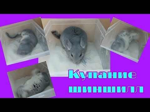 Купание шиншилл в песке💦 почему шиншилла не купается в песке?