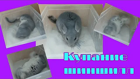 Купание шиншилл в песке💦 почему шиншилла не купается в песке?