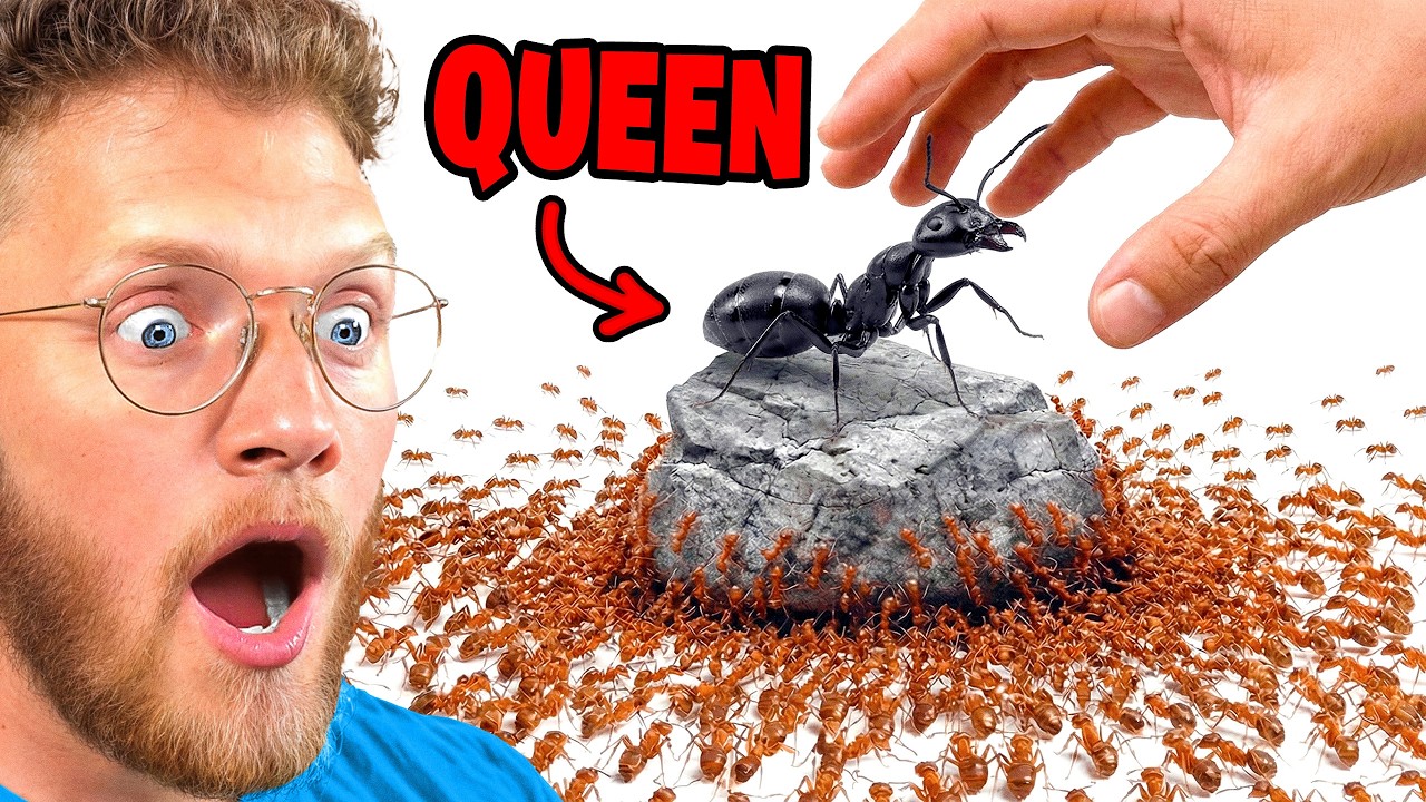 What If You Removed The Queen From The Colony?