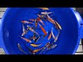 4-5" Premium Grade Koi from Blue Ridge Koi