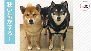柴犬さん3匹集合してみたけど…思ったより狭かった【PECO TV】