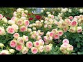 【4K】京成バラ園(千葉県) 2023年5月22日 Keisei Rose Garden