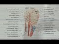 Branches of External carotid artery