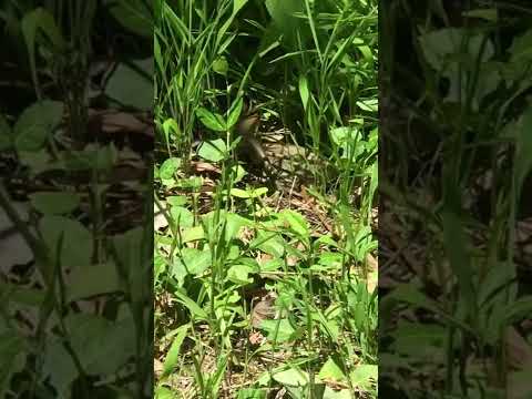 Watch Illinois broad headed lizard near bike trail on YouTube