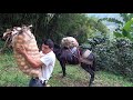Como amarrar una carga a una mula o caballo parte 1