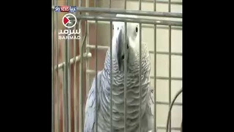 سبحان الله * ببغاء يقرأ * سورة الإخلاص ^ و المسد و الكوثر  .