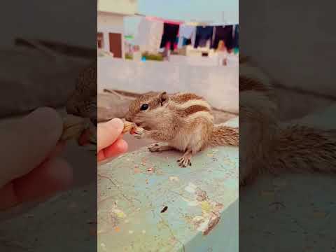 feeding chipmunk and squirrel status # shorts # video 😍
