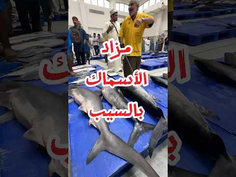 مزاد الأسماك بسلطنة عمان ولاية السيب  ترند اكسبلور 
