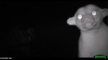 Wildlife Bridges Connect the Rainforest Canopy