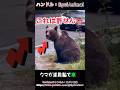 これは絶対許せない行動！！#熊 #animals #動物#クマさん #面白い