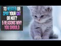 To Neuter or Spay Your Cat or Not? 5 Reasons Why You Should