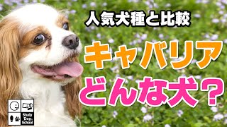 【人気犬種との比較で丸わかり】キャバリアの性格・魅力・注意点