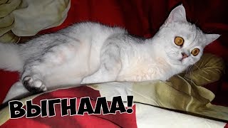 ЧТО ДЕЛАЕТ КОШКА ПОКА МЫ СПИМ ЧТО ДЕЛАЕТ КОШКА ПОКА МЫ СПИМ