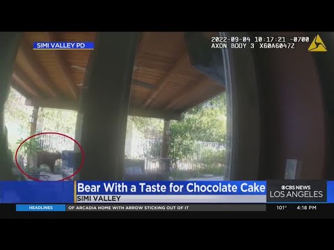 Bear invades Simi Valley home; devours chocolate cake, tangerines and more