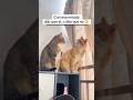 Ustedes que creen, que fue la respuesta #viralvideo #viralreels #funnyvideos #humormemes