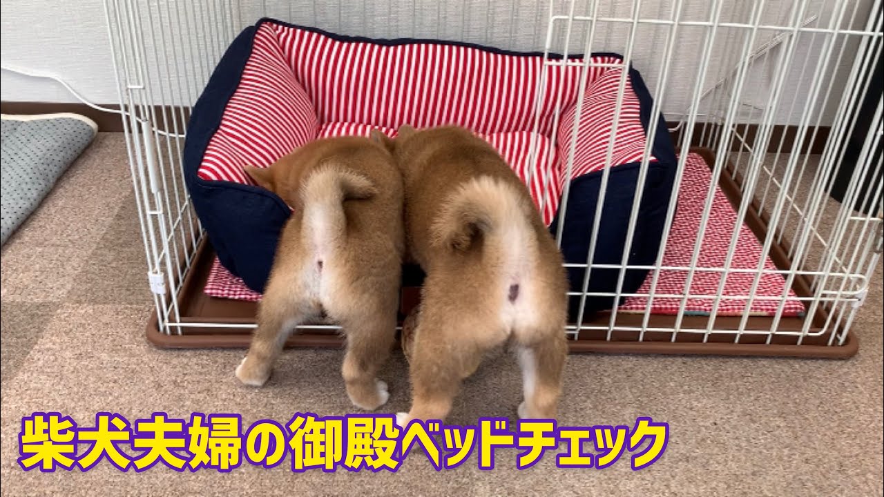 親の御殿を次々に見物するチビーズがおもしろすぎ Youtube 親の御殿を次々に見物するチビーズがおもしろすぎ Youtube