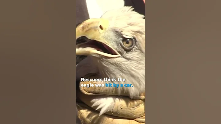 Bald eagle recovers from injury, released back into wild a year later #Shorts