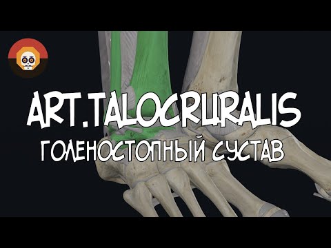 Голеностопный (art.talocruralis) 3D Анатомия