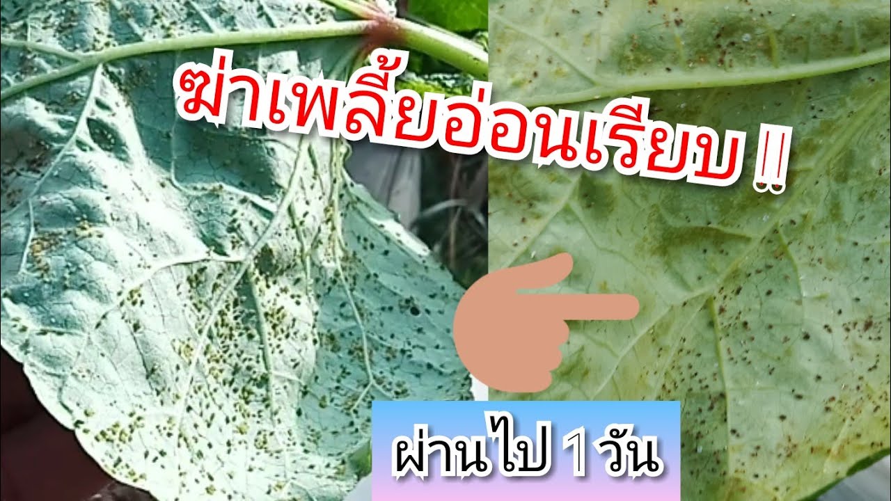 สูตรนี้แรงมาก !!  เเมลง เพลี้ยอ่อน ไรแดง ปานถูกฟ้าผ่า !!