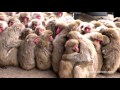 4K 香川 小豆島のサル団子(県天然記念物) Snow Monkey Huddle on a cold day, Shodoshima,Kagawa