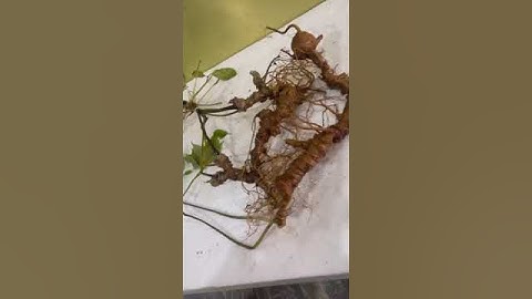 2 củ sâm rừng bao kiểm định mọi viện mời các bác siêu tầm gọi 0377965679 e Nguyệt nhé