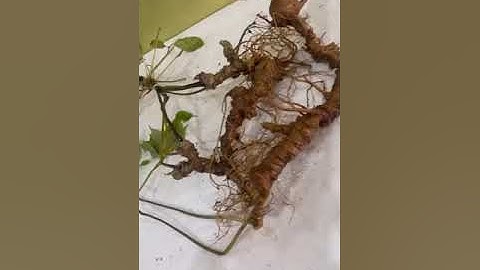 2 củ sâm rừng bao kiểm định mọi viện mời các bác siêu tầm gọi 0377965679 e Nguyệt nhé