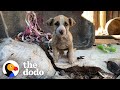 Tiny, Mangey Puppy Found On The Side Of The Road | The Dodo