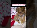 仔犬のしつけ　#チワワの成長記録 #しつけ #いぬ #shorts