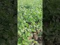 Aisa Desh hai Mera//Nature status// Farmer status #trendingshorts #motivation #viral #farmer#shorts