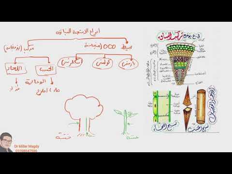 الحصة التالتة الكورس التأسيسي تركيب الخشب واللحاء 