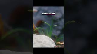 Shrimp's Underwater Transformation: Molting for Growth &amp; Survival! #shorts