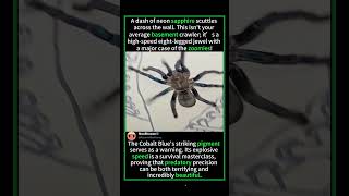 POV: You Just Met a Fast Neon Blue Spider! #CoolAnimals #SpookyNature#ExoticPets#Arachnophobia