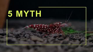 Caridina Shrimps 5 Myth