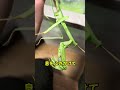 カマキリを冷凍庫で凍らせる