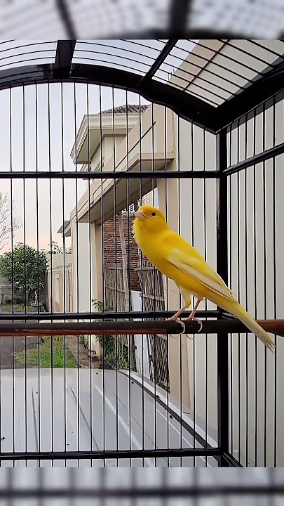 Pancingan Kenari Jantan Memanggil Betina