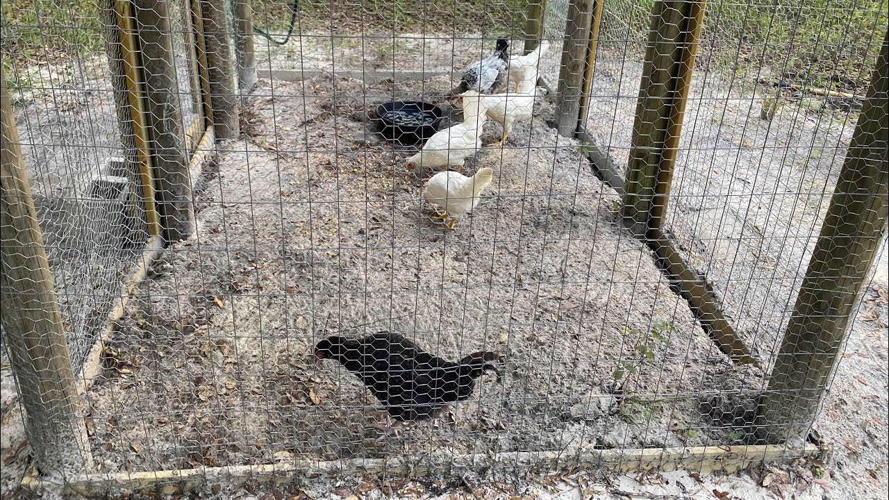 Worming laying chickens in the backyard poultry flock YouTube