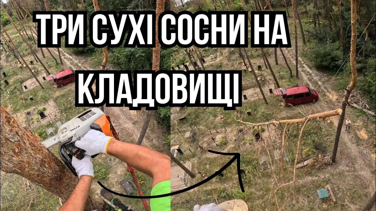 Сухие сосны на кладбище 