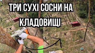 картинка: Сухие сосны на кладбище #tree #arborist #climbing #chainsaw Removing complex trees