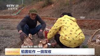 [中国三农报道]江西共青城 稻菌轮作 一田双收 | 农业致富经 Agriculture And Farming
