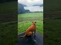 Just my dog &amp; her view 🐶🌳🌊