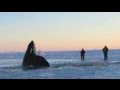 11 Desperate Orcas Trapped in Ice Make Dramatic Escape