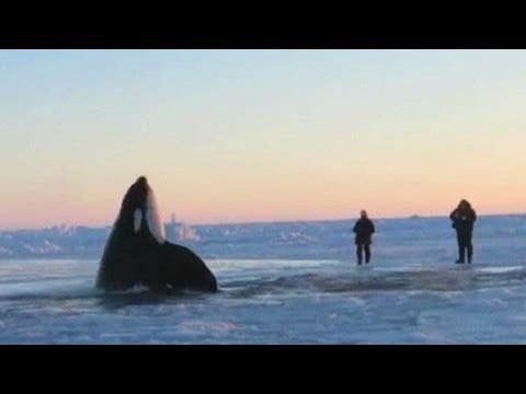 Videó: Pet Scoop: ember talál otthont 7000 kutya, gyilkos bálnák csapdába jégtörés szabad